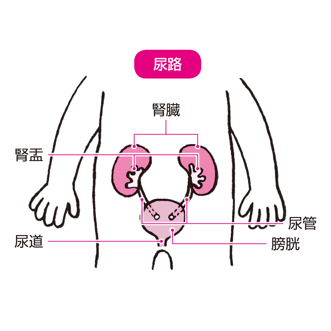 小児科医監修 尿路感染症 Mamadays ママデイズ