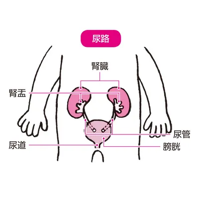 尿路感染症