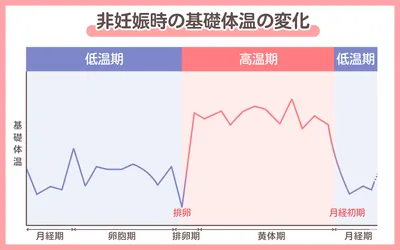 妊娠していない場合の基礎体温の変化を表したグラフ。横軸は月経周期を表していて、左から月経期・卵胞期・排卵期・黄体期・月経期と並んでいる。縦軸は基礎体温の高さを表している。月経期から排卵期にかけては基礎体温が低い低温期、排卵期から月経期にかけては基礎体温が高い高温期となっている。