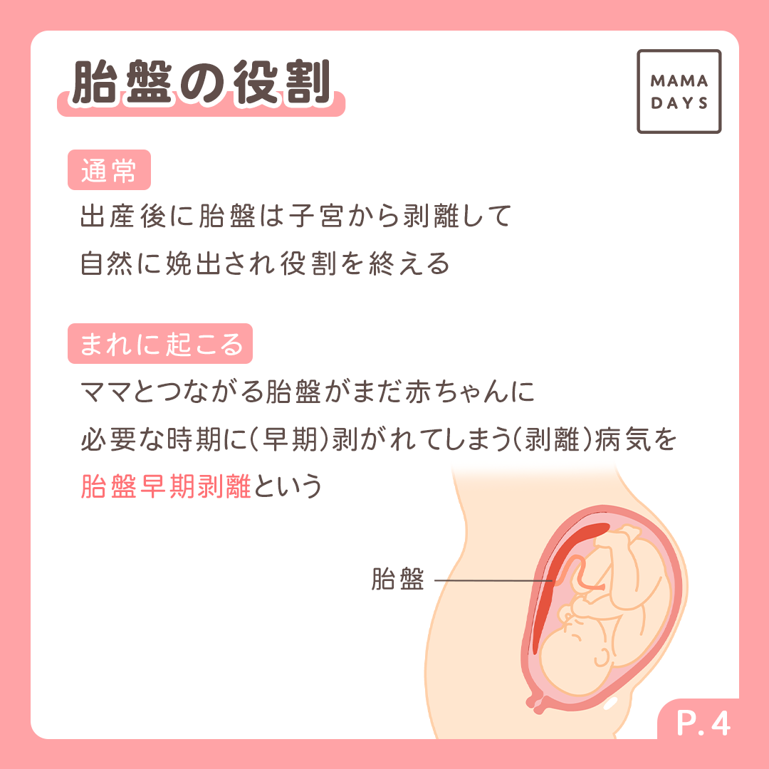 胎盤の役割2