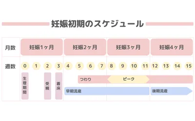 妊娠週数の計算方法は？出産予定日までのスケジュールや時期ごとの様子・変化も解説