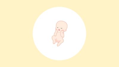 妊娠24週（7ヶ月）の妊婦・胎児の様子｜過ごし方や気になる症状