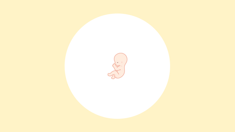 【医師監修】妊娠13週（4ヶ月）の妊婦・胎児の様子｜過ごし方や気になる症状