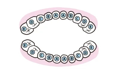 歯の生え方